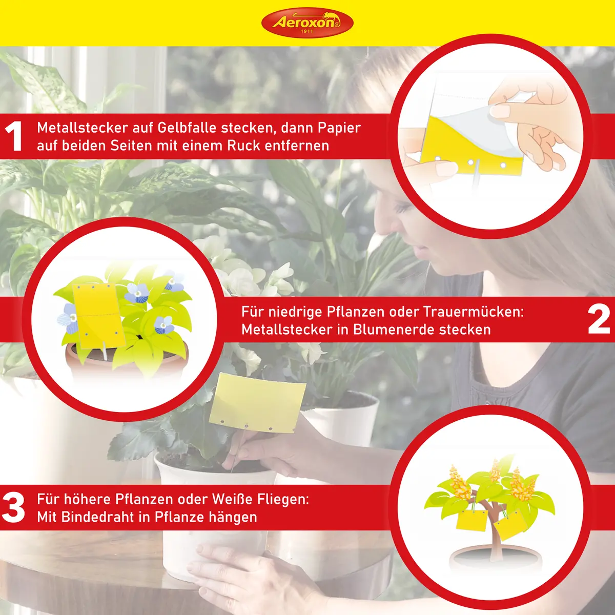 Aeroxon Gelbfalle (Gelbtafel, Gelbsticker) 2