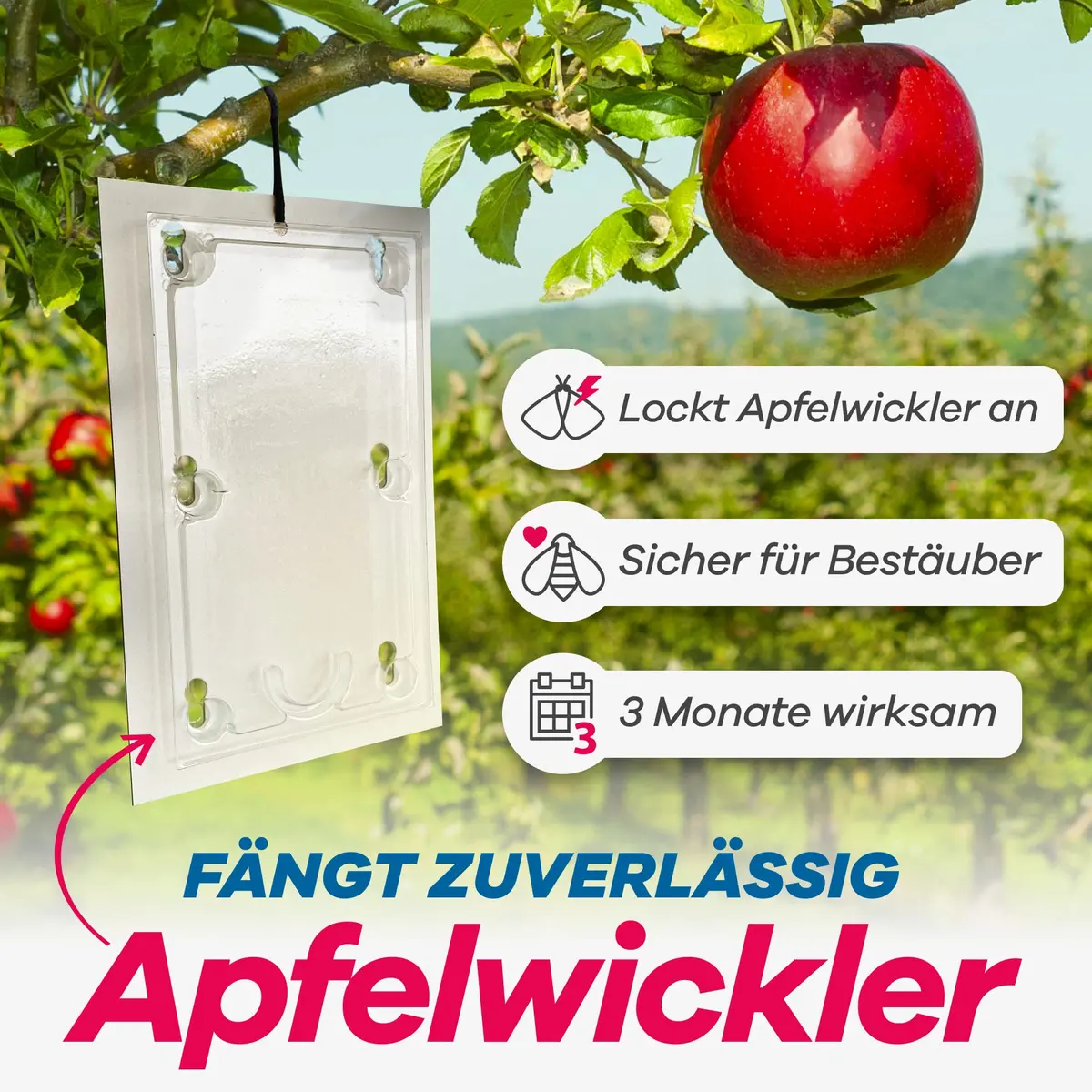 Apfelwickler-Pheromonfalle 2 Stk. 2