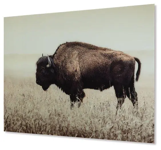 Brutus Wall Art 1